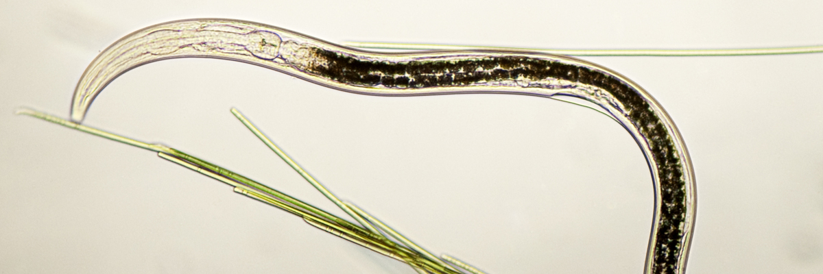 nematodes